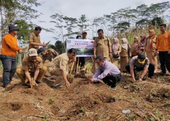 Bupati Bersama BPBD Tanam Bibit Vetiver Untuk Cegah Longsor