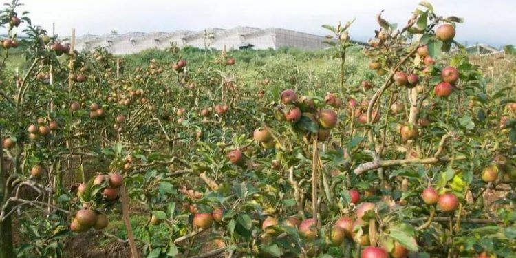 Dinas Pertanian Bidang Hortikultura Kabupaten Kepahiang Kembangkan Budidaya Apel