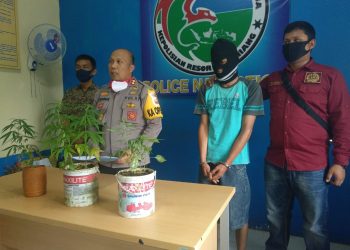 Nekat Tanam Ganja Di 3 Pot, Pemuda Kepahiang Di Ciduk Polisi