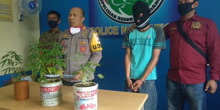 Nekat Tanam Ganja Di 3 Pot, Pemuda Kepahiang Di Ciduk Polisi