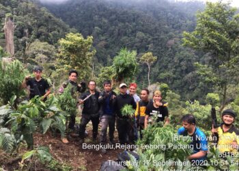 Ungkap Kebun Ganja, Dit Narkoba Polda Bengkulu Amankan BB 250 Kg Ganja Kering dan Senpi Rakitan