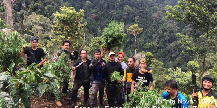 Ungkap Kebun Ganja, Dit Narkoba Polda Bengkulu Amankan BB 250 Kg Ganja Kering dan Senpi Rakitan
