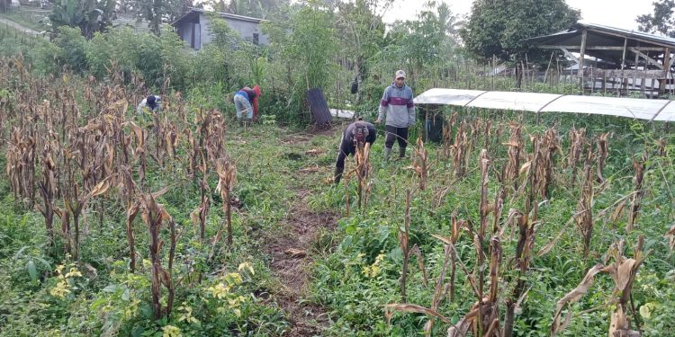 Pemdes Babakan Bogor Bersama Warga Bersihkan Lahan Penanaman Jagung Untuk Program Asta Cita