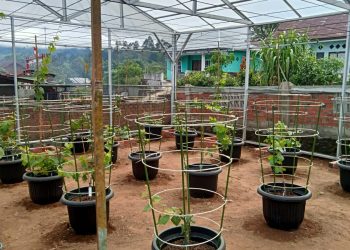 Ini Program Ketahanan Pangan Desa Barat Wetan Tahun Anggaran 2025