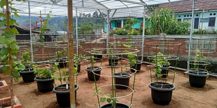 Ini Program Ketahanan Pangan Desa Barat Wetan Tahun Anggaran 2025